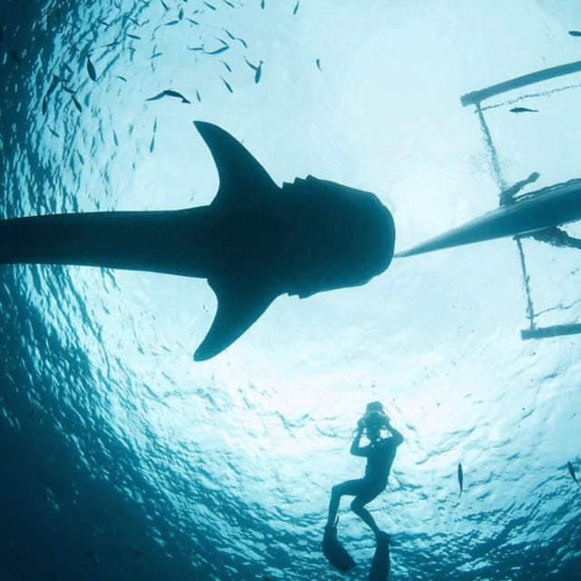 Cebu: Oslob Whaleshark Experience Shared Tour - The long road from Cebu City to Oslob