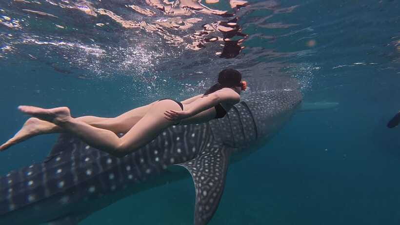 Cebu Oslob Whaleshark, Moalboal Sardines Run&Inambakan Falls - Three Cebu highlights packed into one long day