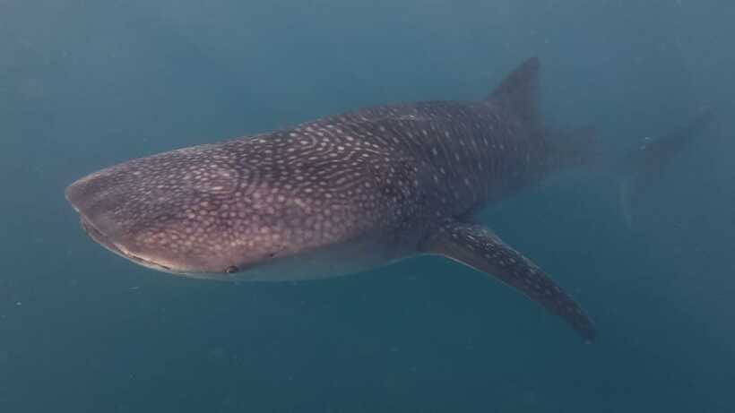 Cebu Oslob Whaleshark, Moalboal Sardines Run&Inambakan Falls - FAQ