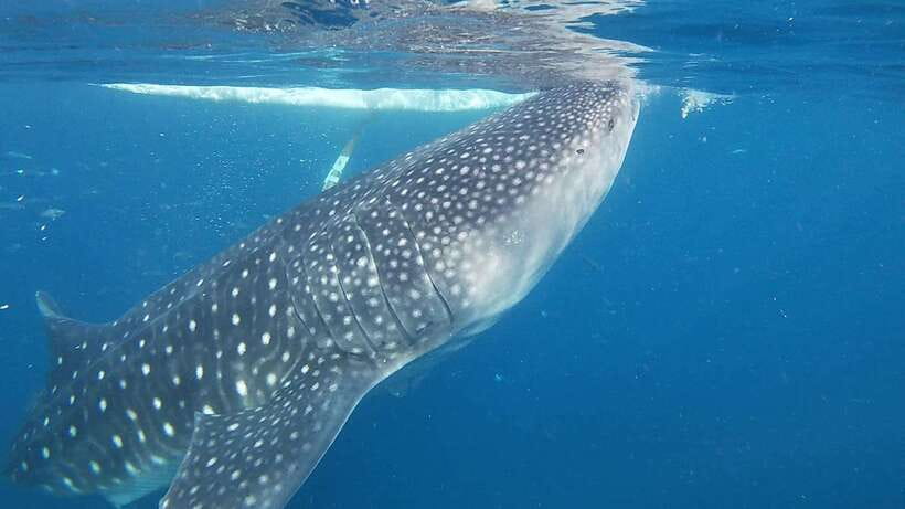 Cebu: Oslob Whaleshark & Sardines Run Snorkeling Day Tour - Key points at a glance