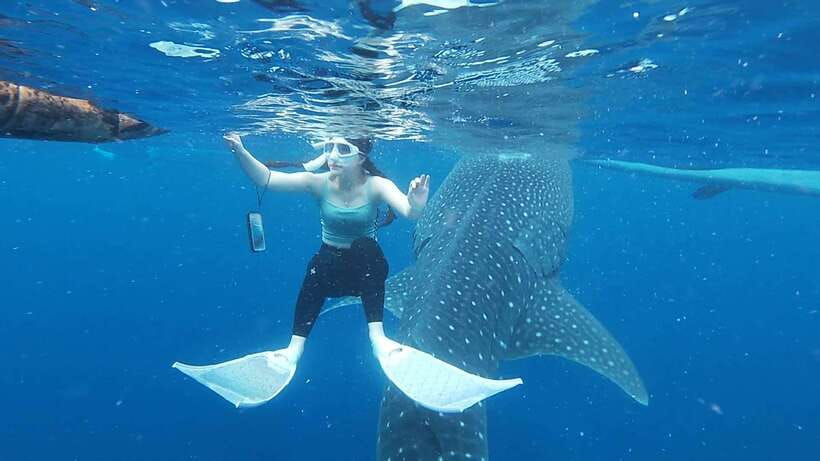 Cebu: Oslob Whaleshark & Sardines Run Snorkeling Day Tour - Should you book the Oslob and Moalboal combination?
