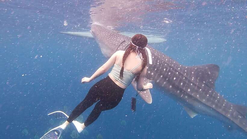 Cebu: Oslob Whaleshark & Sardines Run Snorkeling Day Tour - Moalboal’s sardine run from the shore