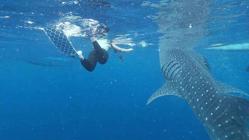 Cebu: Oslob Whaleshark & Sardines Run Snorkeling Day Tour - What the transport and inclusions mean