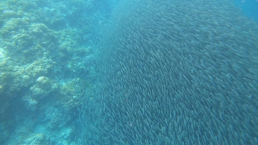 Cebu: Oslob Whaleshark & Sardines Run Snorkeling Day Tour - Who will get the most from this tour