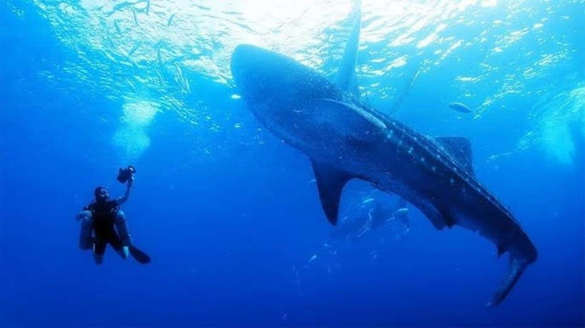 Cebu: Oslob Whaleshark Scuba Diving & Sumilon Sanctuary - Meeting Oslob’s whale sharks underwater