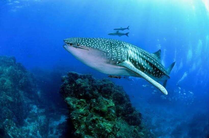 Cebu: Oslob Whaleshark Scuba Diving & Sumilon Sanctuary - What the one-hour Oslob session feels like