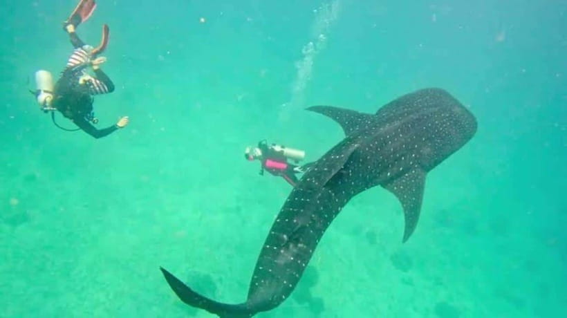 Cebu: Oslob Whaleshark Scuba Diving & Sumilon Sanctuary - Sumilon Island’s coral gardens