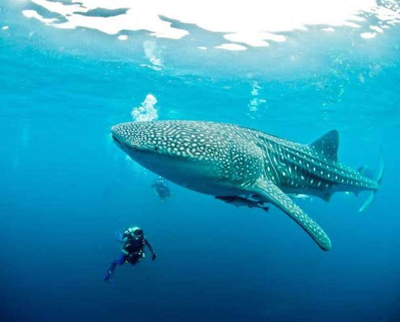 Cebu: Oslob Whaleshark Scuba Diving & Sumilon Sanctuary - A second session worth taking seriously