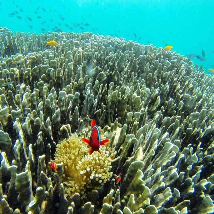 Cebu: Oslob Whaleshark Scuba Diving & Sumilon Sanctuary - How the $251 price compares with the day