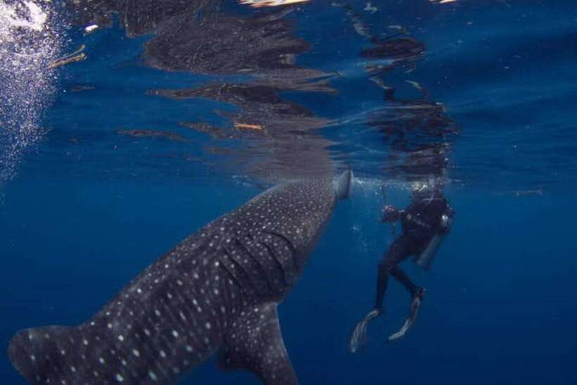 Cebu: Oslob Whaleshark Scuba Diving & Sumilon Sanctuary - Who will enjoy this most