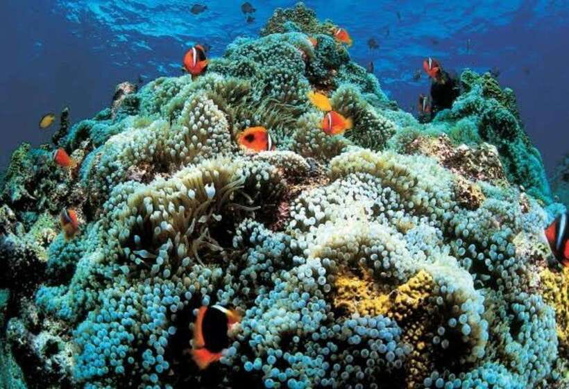 Cebu: Oslob Whaleshark Scuba Diving & Sumilon Sanctuary - Practical preparation for an early water day