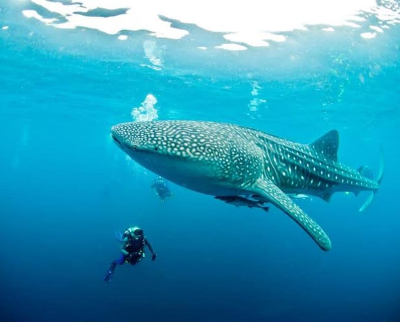 Cebu: Oslob Whaleshark Scuba Diving & Sumilon Sanctuary - The main strengths and weak spots
