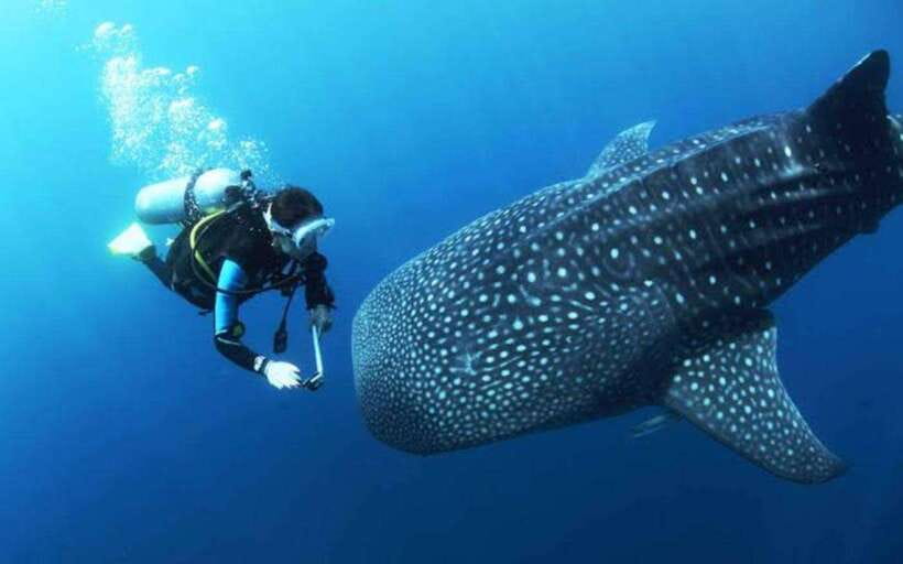 Cebu: Oslob Whaleshark Scuba Diving & Sumilon Sanctuary - Breakfast and the short boat transfer