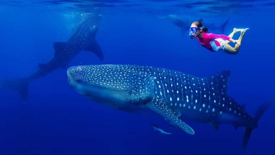 Cebu Oslob Whaleshark, Tumalog Falls&Sumilon Island(Private) - The Long Road South to Oslob