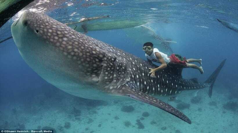 Cebu Oslob Whaleshark, Tumalog Falls&Sumilon Island(Private) - What to Pack for a 10 to 12 Hour Day