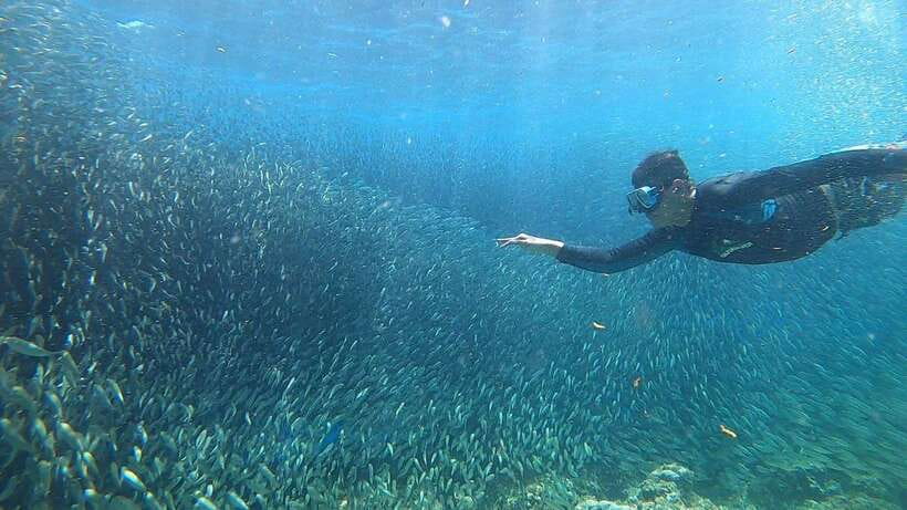 Cebu: Osmeña Peak hike and Sardines Run Snorkel adventure - Snorkeling with millions of sardines