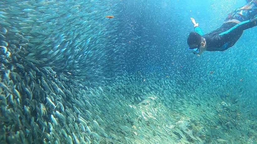 Cebu: Pescador Island, Sardines run and Kawasan Canyoneering - Safety, fitness, and what to pack