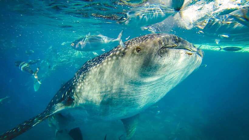 Cebu: Private Sumilon Island & Optional Whale Shark Swim - Choosing between the three tour options