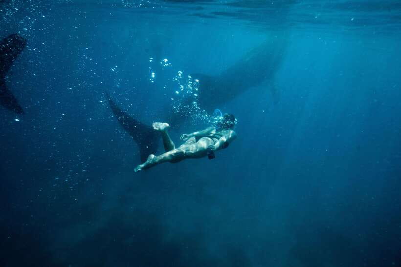 Cebu: Private Sumilon Island & Optional Whale Shark Swim - FAQ