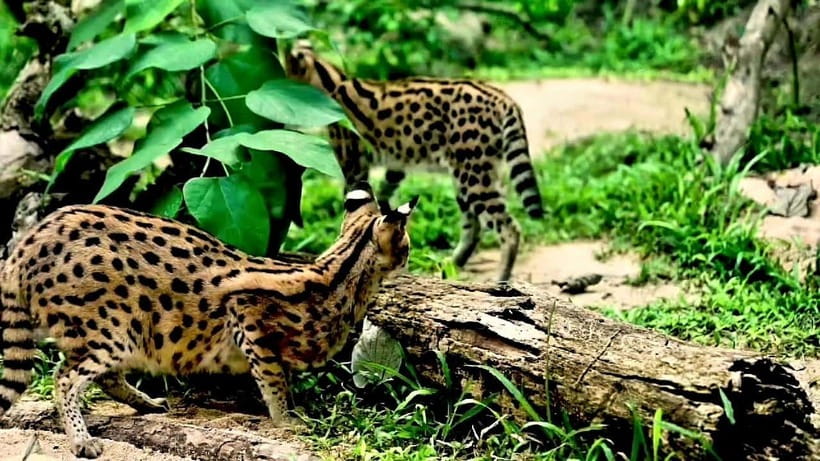 Cebu Safari & Adventure Park: Wildlife Tour with Transfers - The long road from Cebu City to Carmen