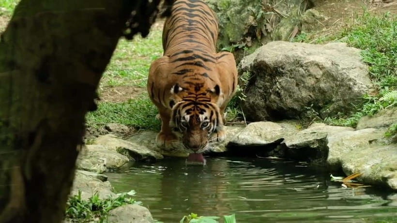 Cebu Safari & Adventure Park: Wildlife Tour with Transfers - Entering the Philippines’ largest safari park