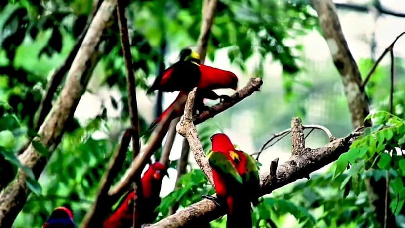 Cebu Safari & Adventure Park: Wildlife Tour with Transfers - Close encounters and optional animal feeding