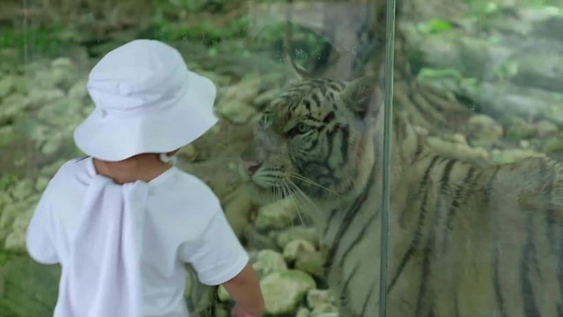 Cebu Safari & Adventure Park: Wildlife Tour with Transfers - Six hours of walking, shows, and garden time