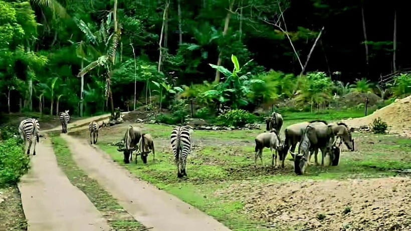 Cebu Safari & Adventure Park: Wildlife Tour with Transfers - Lunch, costs, and what the $103 price covers