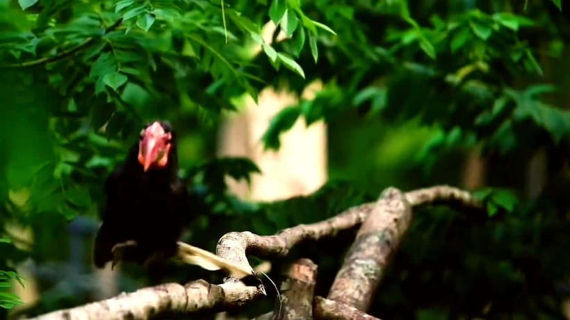 Cebu Safari & Adventure Park: Wildlife Tour with Transfers - Who will enjoy this day most