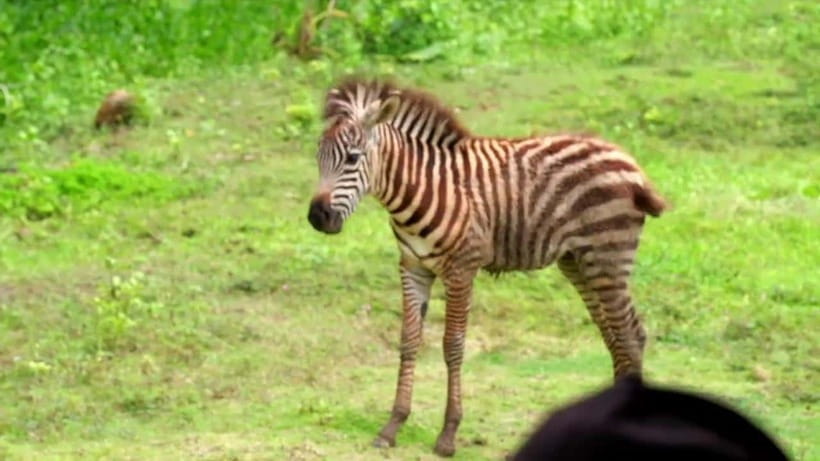 Cebu Safari & Adventure Park: Wildlife Tour with Transfers - Simple ways to make the day better
