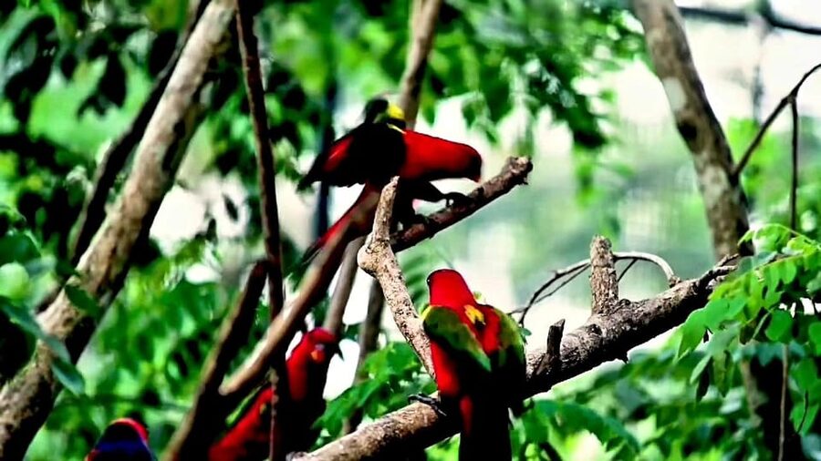 Cebu Safari & Adventure Park: Wildlife Tour with Transfers - Should you book Cebu Safari with transfers?