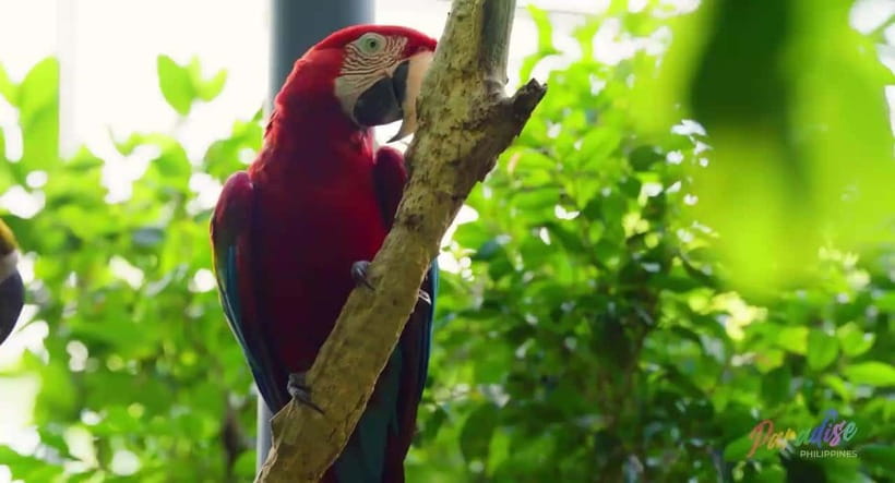 Cebu Safari & Adventure Park: Wildlife Tour with Transfers - Giraffes, lions, zebras, and primates