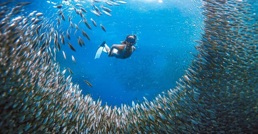 Cebu: Sardine Run Snorkeling, Mantayupan Falls & ATV Thrills - Should you book the sardine run, falls, and ATV tour?