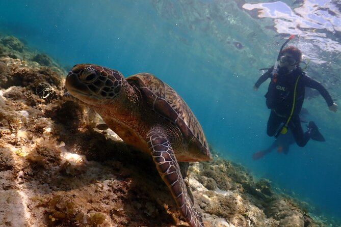 Cebu: Scuba Diving Experience beach entry in Mactan - The shop briefing covers the basics