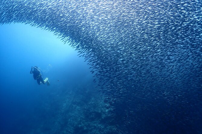 Cebu: Scuba Diving Experience beach entry in Mactan - Transport and timing keep the outing practical
