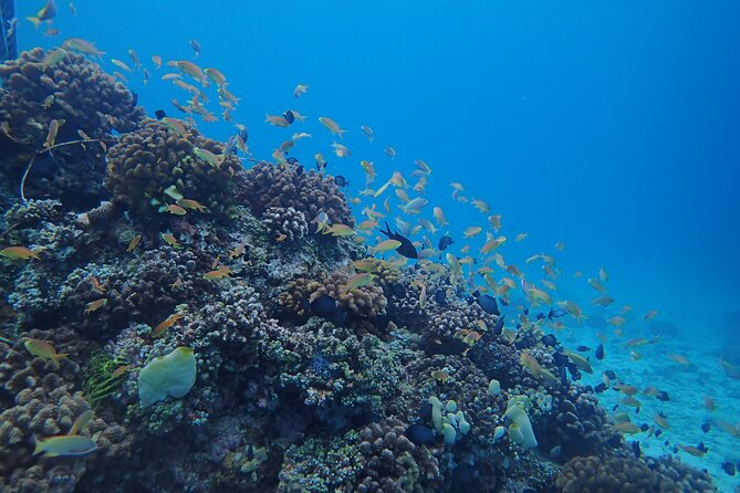 Cebu: Scuba Diving Experience beach entry in Mactan - Shallow-water practice before the real session