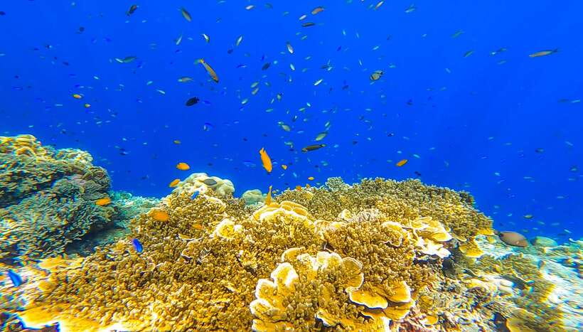 Cebu: Sumilon Sand Bar, Whale Sharks & Sardines Snorkeling - Swimming with the Oslob whale sharks