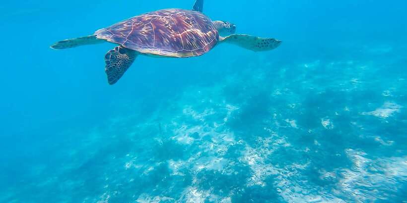 Cebu: Sumilon Sand Bar, Whale Sharks & Sardines Snorkeling - Moalboal’s wall of sardines