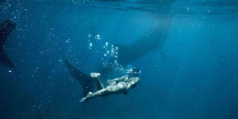 Cebu: Sumilon Sand Bar, Whale Sharks & Sardines Snorkeling - What the private format really gives you