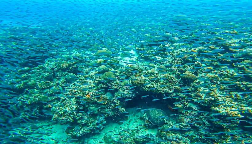 Cebu: Sumilon Sand Bar, Whale Sharks & Sardines Snorkeling - What is included, and what you still pay for