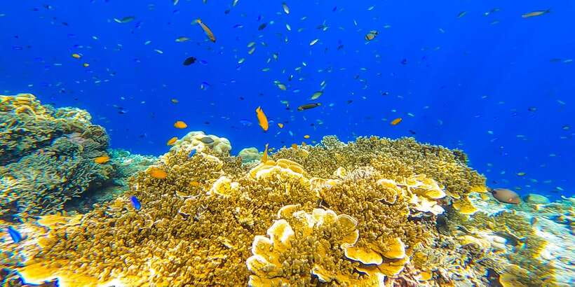 Cebu: Sumilon Sand Bar, Whale Sharks & Sardines Snorkeling - How to prepare for the 14-hour schedule