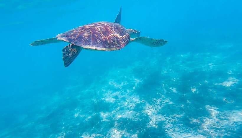 Cebu: Sumilon Sand Bar, Whale Sharks & Sardines Snorkeling - The pre-dawn road to Oslob