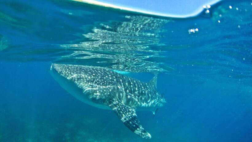 Cebu: Whale Shark Encounter and Kawasan Canyoneering - Moving through Canlaob River