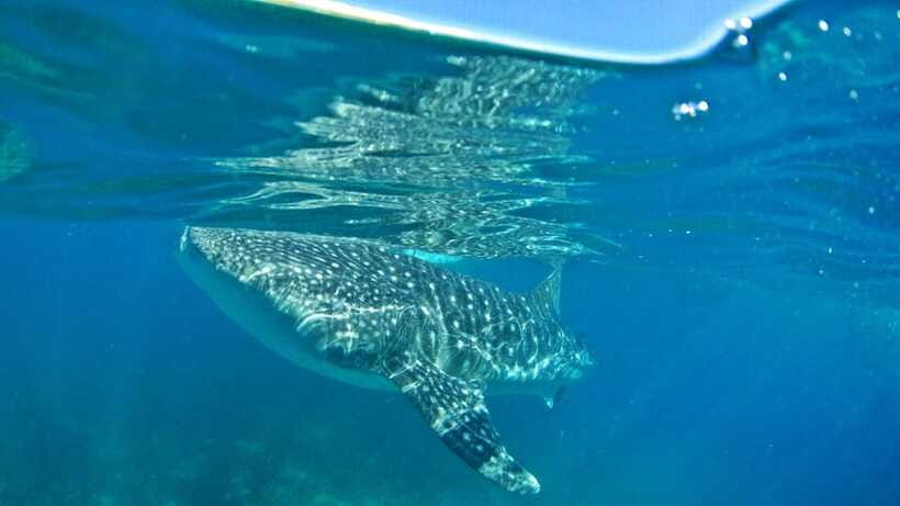 Cebu: Whale Shark Encounter and Kawasan Canyoneering - Lunch with a Filipino family