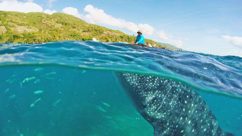 Cebu: Whale Shark Encounter and Kawasan Canyoneering - The morning whale shark swim