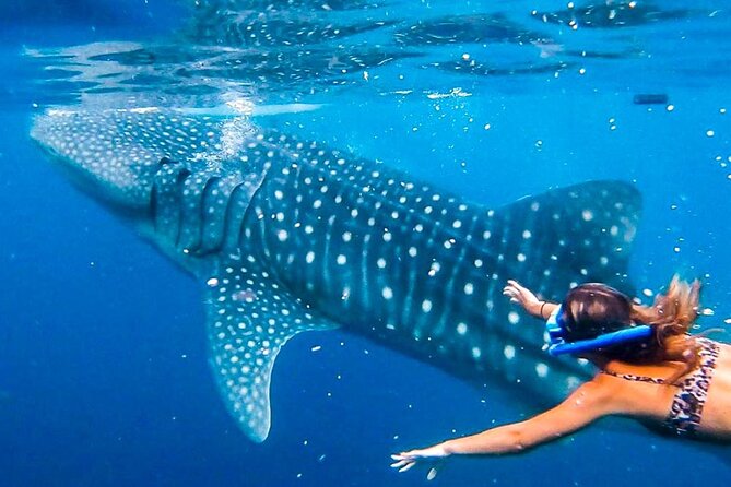 Cebu Whale Shark Encounter, Moalboal Sardines & Tumalog Falls - Why this Cebu day tour packs in so much