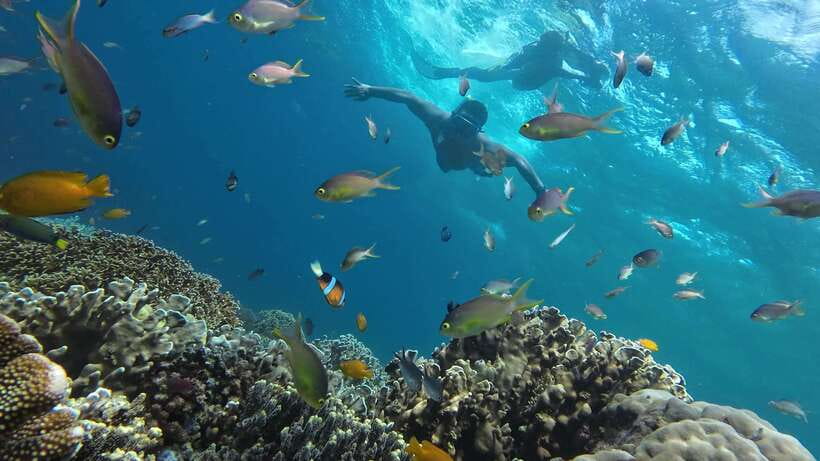 Cebu: Whale Shark, Inambakan Falls & Moalboal Sardine Tour - What to pack for the road and water