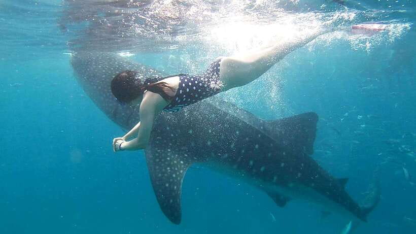 Cebu: Whale Shark, Inambakan Falls & Moalboal Sardine Tour - Who should book this Cebu day tour