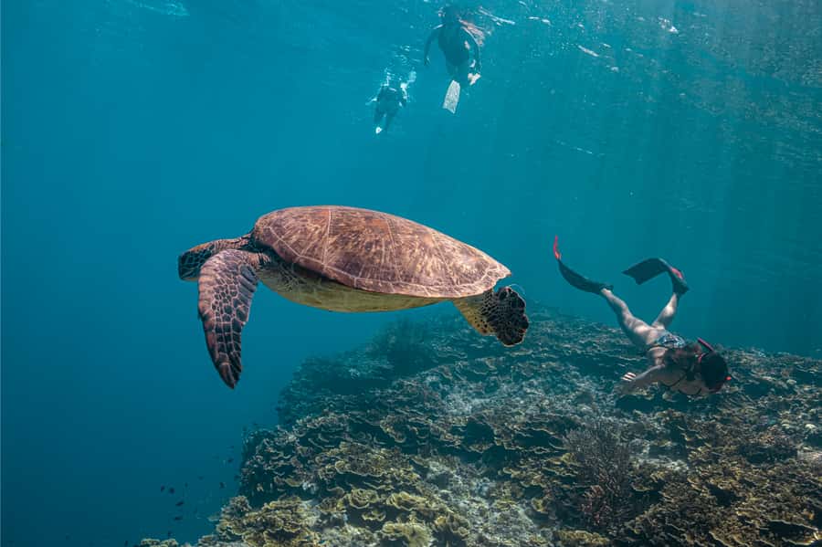 Cebu: Whale Shark, Monkey Sanctuary, & Moalboal Snorkel Tour - Key points to know before booking
