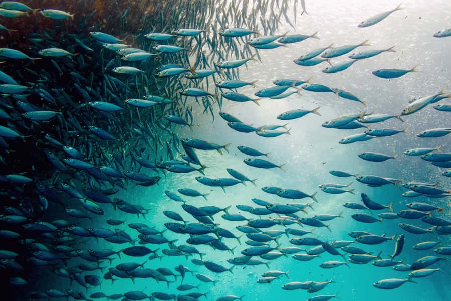 Cebu: Whale Shark, Monkey Sanctuary, & Moalboal Snorkel Tour - One Cebu day, three very different wildlife encounters
